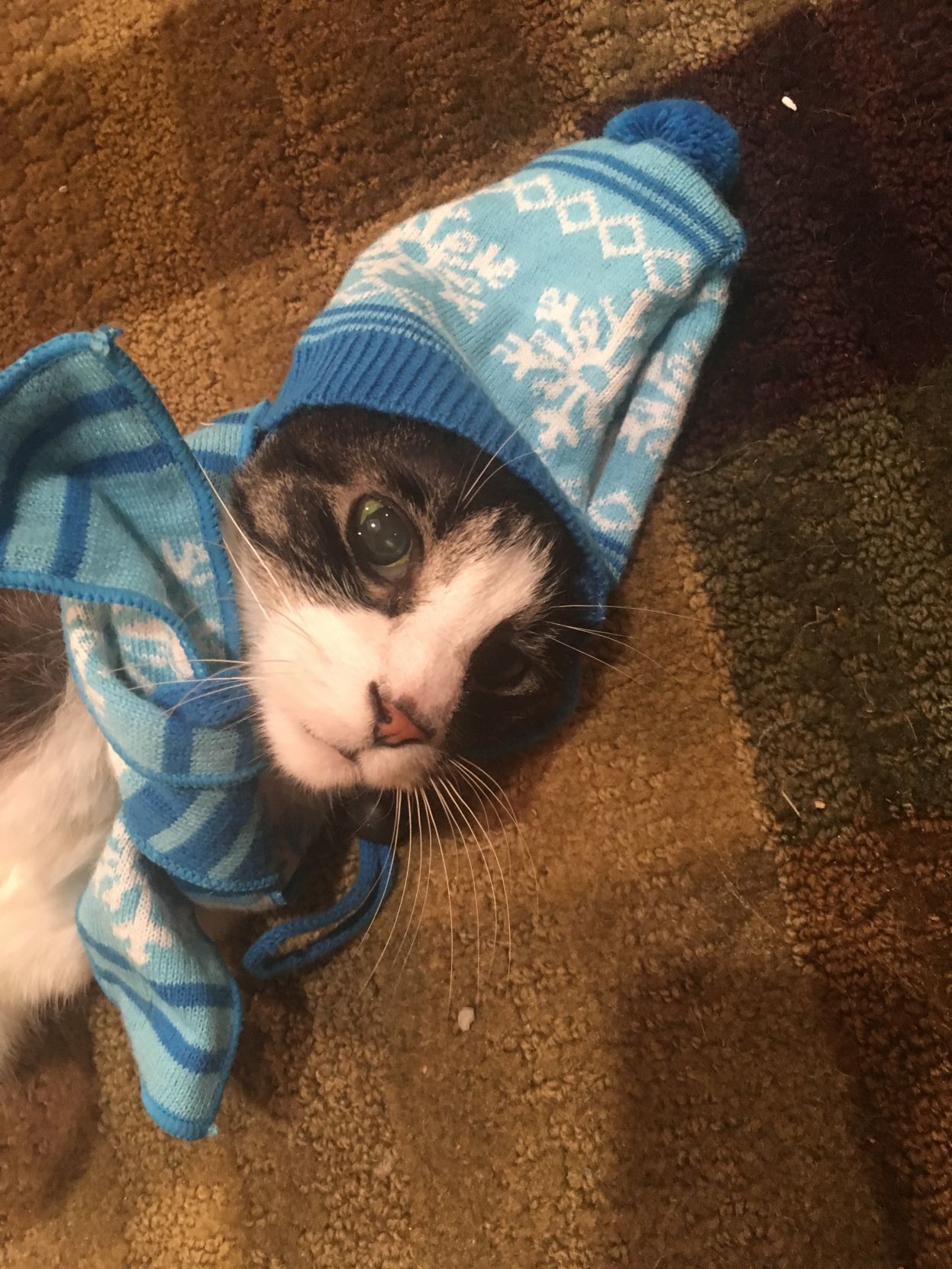 The Times Cutest Pets of Winter 2018